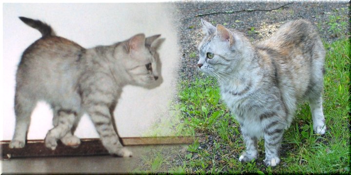 [Bitti pentuna ja 4.7.2004]